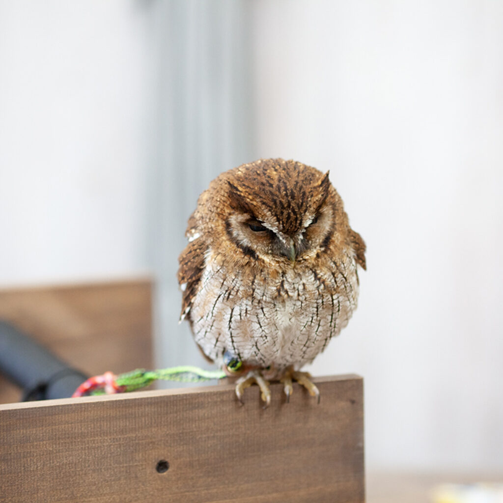 フクロウの飼育は難しいのか