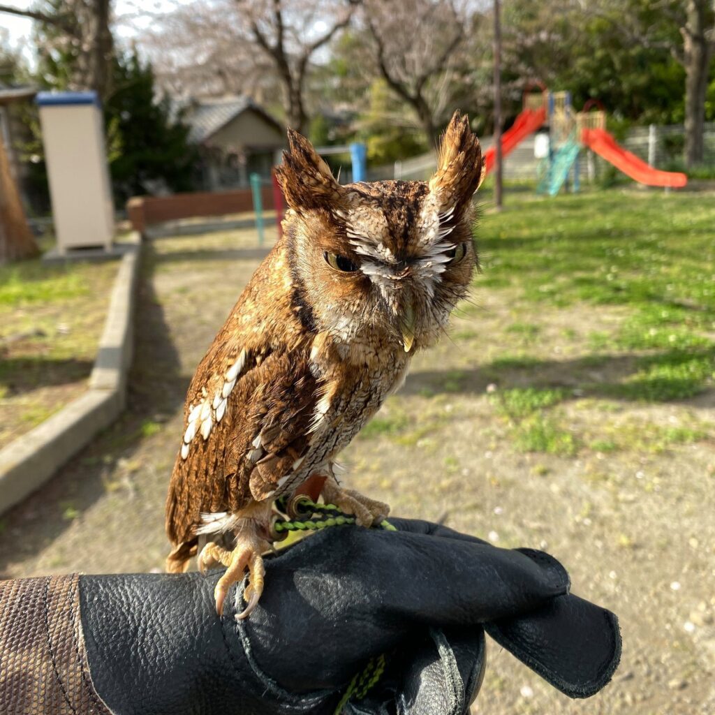 犬を見て擬態化するスピックスコノハズク