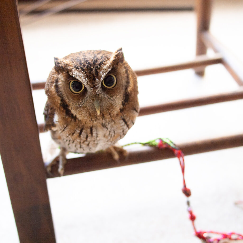 フクロウのくしゃみ